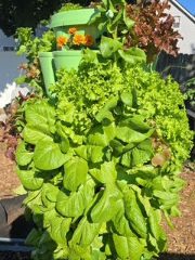 Basil