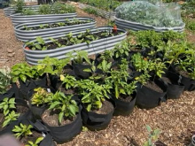 Garden 1