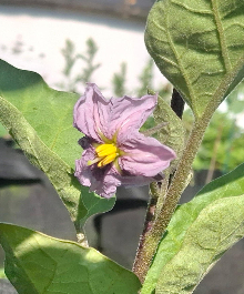 Garden 13