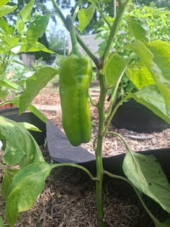 Garden 8