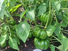 Garden 9