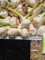 garlic